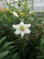 [5167 Topeka No01.JPG]